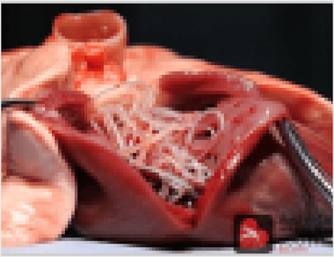 Heartworm Disease