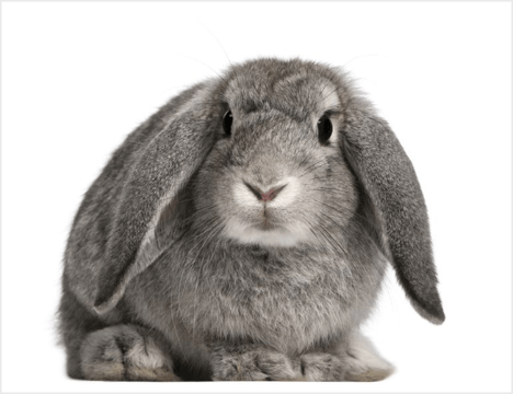 Rabbit Care