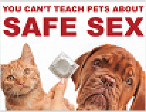 Sterilization (Desexing)