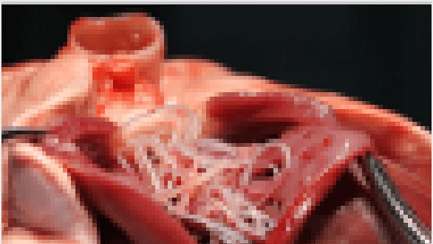 Heartworm Disease