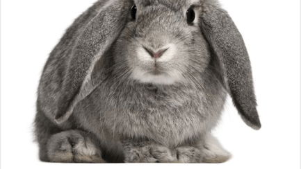 Rabbit Care